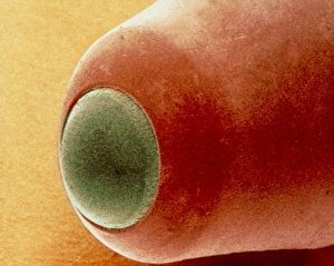 SEM Images Drucke: Coloured SEM of the nib of a ball point pen
