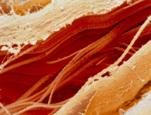 Drucke von Rote Fleisch, Farbige Scanning-Elektronen-Mikroskopie (SEM) von einem Schnitt durch rohes Fleisch. Das Fleisch besteht hauptsächlich aus Muskeln mit geraden Muskelfasern (im Zentrum) Bilder Datiert 2005 Januar: Farbener SEM-Bildung von einer Schnittstelle durch rohes Fleisch
