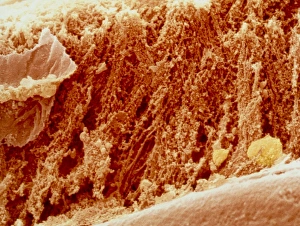 Coloured SEM Images Drucke: Coloured SEM of section through well-cooked meat