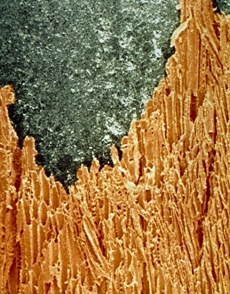 Drucke von Füller. Farbige Rasterelektronenmikrographie eines scharfen Füllers Bilder Datiert 2004 Februar: Farbiger SEM-Bild eines scharfen Bleistifts.