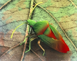 Coloured SEM Images Of Insects Drucke: Coloured SEM of a shield bug (Elasmostethus sp. )