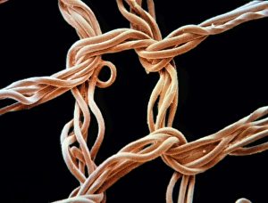 Drucke von Nylonfasern Stoffmusterbild mit Farbuntersuchung unter dem Mikroskop (SEM). Nylon ist ein Polyamidstoff und war das erste synthetische Faserwerk, das jemals produziert wurde Bilder Datiert 2002 Juli: Farbener SEM-Bild des Wefts eines Nylon-Hosenstrumpfs