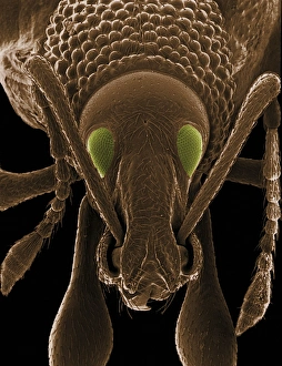 Compound Eyes SEM Drucke: Coloured SEM of a weevils head