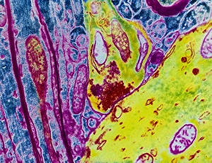 Farbiger TEM-Bild von einer Nerven-Synapsenspur