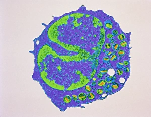 White Blood Cell Structure Drucke: Coloured TEM of a section through an eosinophil