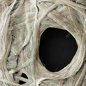Madagascar Rainforest Wildlife Drucke: Comet Moth Cocoon Detail