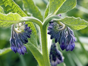 Comfrey Plant Drucke: Comfrey (Symphytum)