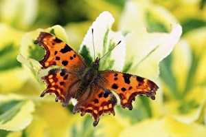 Comma Butterfly Species Drucke: Comma butterfly on a flower