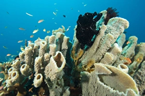 Tropical Ocean Fauna Drucke: Commersons frogfish