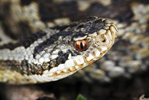 Venomous Snake Species Drucke: Common Adder C013 / 6960