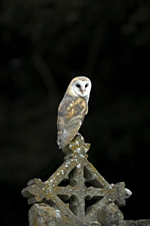 Barn Owl UK Drucke: Common barn owl