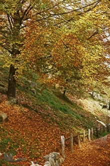 French Pyrenees Landscape Drucke: Common Beech (Fagus sylvatica) C016 / 4249