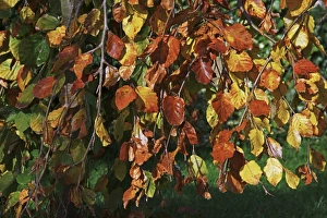 Fall Colors Nature Drucke: Common Beech (Fagus sylvatica) C016 / 4253