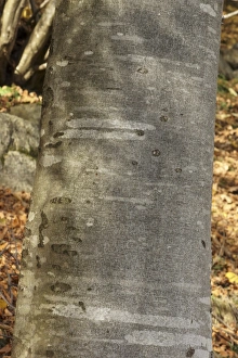 European Beech Species Drucke: Common Beech (Fagus sylvatica) C016 / 4254