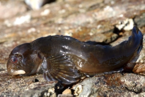 Drucke von Die gemeinsame Blenndrache auf einer Felsen (Lipophrys pholis). Dieses Meeresschildch seid bis zu 16 Zentimeter lang und lebt in flachen Gewässern und unterirdischen Pools Bilder Datiert 2006 August: Gemeiner Felsblei auf einem Felsen