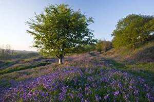 British Wildflowers Images Drucke: Common bluebells