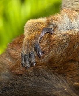 Lemur Species Drucke: Common brown lemur