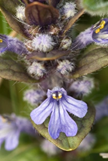 Gemeiner Knabberblume (Ajuga reptans)