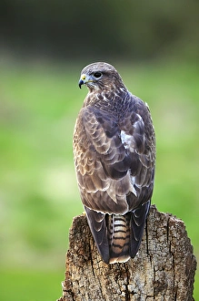 Woodland Birds UK Drucke: Common buzzard