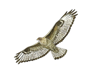Buteo Buteo Drucke: Common buzzard, artwork C016 / 3197