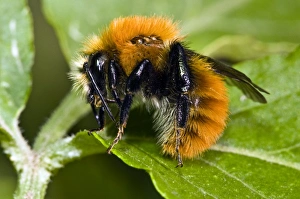 Drucke von Gemeiner Kardinalbienenwespen (Bombus pascuorum), reinigt seine Antennen. Eine Art, die sich im europäischen Raum aufgrund von Pflanzenschutzmitteldosen stark reduziert hat Bilder Datiert 2010 Februar: Gemeiner Kardabumen Beeschwanzbienen