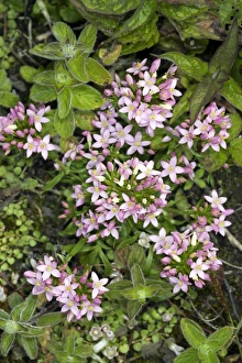 Centaurium Erythraea Drucke: Common centaury (Centaurium erythraea)