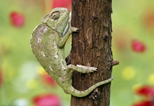 North Africa Wildlife Drucke: Common chameleon on a tree