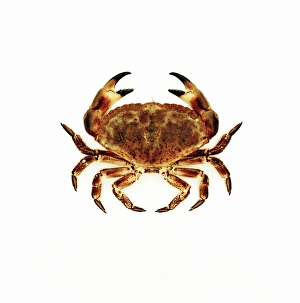 Drucke von Der gemeinsame Krabben ist eine Art des Krebses (Cancer pagurus), auch als EdiblerKrabbens bekannt wegen seines leckeren Fleisches Bilder Datiert 2004 August: Gemeiner Krabbenfresser