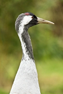 UK Nature Images Drucke: Common crane
