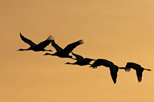 Common Crane Photography Drucke: Common cranes in flight