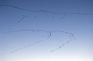 Common Crane Species Drucke: Common cranes in flight C018 / 9266