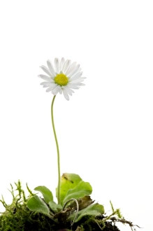 Bilder vom 6. Februar 2012: Gemeine Blumenzwiebel