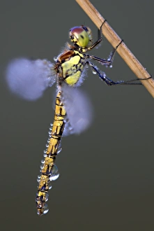 Dragonfly Species Identification Drucke: Common darter