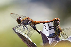 Dragonfly Mating Drucke: Common darter dragonflies