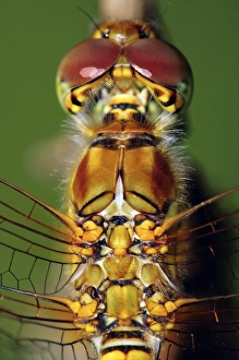 Common Darter Dragonfly Drucke: Common darter dragonfly