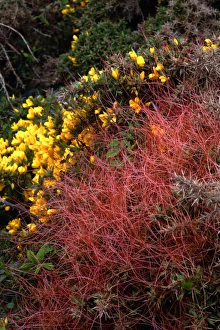 Drucke von Gemeines Dörrigrauer (Cuscuta epithymum, rot) und Gemeiner Gorse (Ulex europaeus, gelb). Das Gemeine Dörrgrau ist ein Parasitenpflanze das Chlorophyll nicht enthält Bilder Datiert 2008 Januar: Gemeiner Wollrüpel (Cuscuta epithymum)