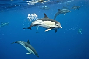 Delphinus Delphis Drucke: Common dolphins C015 / 2826