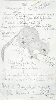Wildtiere Aquarellbilder Drucke: Gemeine Eichhörnchen, Skizze C016 / 5883