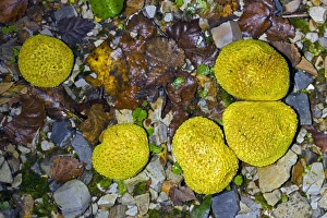 Scleroderma Citrinum Drucke: Common Earthball (Scleroderma citrinum)