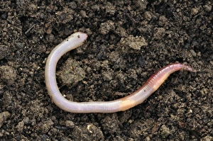 Annelid Worms Drucke: Common earthworm