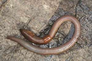 Lumbricus Terrestris Drucke: Common Earthworm C013 / 7656