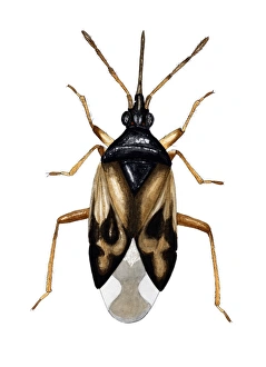 Drucke von Das Gängige Blütenkäfer (Anthocoris nemorus) ist ein kleiner Raubtier, das zwischen 3,4-4,1 mm misst. Es ernährt sich von Ameisenläusen, roter Spinnmilben und anderen Insekten Bilder Datiert 2006 Februar: Gemeiner Blumenkäfer