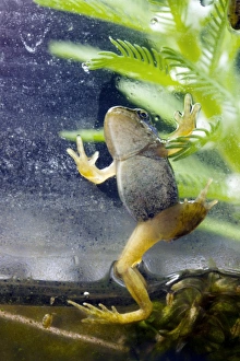 European Frogs Drucke: Common frog