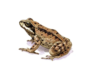 European Frogs Drucke: Common frog, artwork C016 / 3214