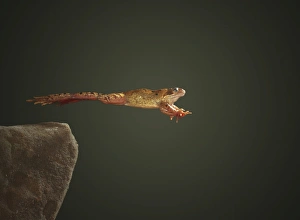 European Frogs Drucke: Common frog leaping