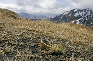 Drucke von Gemeiner Frosch (Rana temporaria), der bergauf wandert um im Moorsee zu brüten. Der See befindet sich auf einer Höhe von 840 Metern über dem Meeresspiegel Bilder Datiert 2006 Dezember: Von der gemeinsamen Riesensalamandermigration