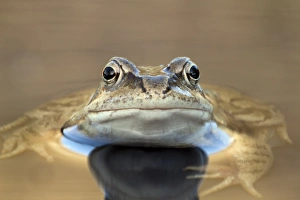 Rana Temporaria Drucke: Common frog in a pond