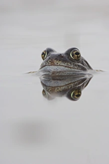 Bilder Datiert 18. Dezember 2006: Gemeiner Froschbrutzeitpunkt
