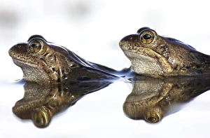 European Frog Species Drucke: Common frogs spawning