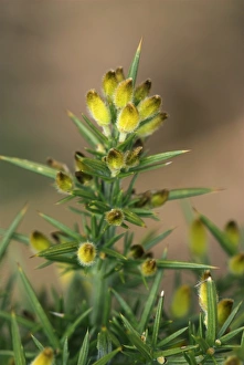 Common Gorse Drucke: Common gorse buds